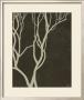 Bare Tree Ii by Norman Wyatt Jr. Limited Edition Print