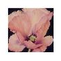Delicate Pink Poppy by Maggie Thompson Limited Edition Pricing Art Print