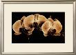 Three Orchid Blooms by Alan Majchrowicz Limited Edition Print
