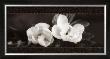 Soft Magnolias I by Christine Elizabeth Limited Edition Pricing Art Print