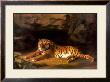 Portrait Of The Royal Tiger by George Stubbs Limited Edition Print