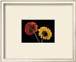Two Gerberas Back by Steven Mitchell Limited Edition Print