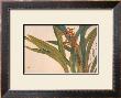 Brown Orchids by Kosikose Limited Edition Print