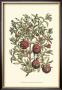 Pomegranate Tree Branch by Henri Du Monceau Limited Edition Pricing Art Print