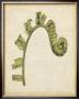 Fiddlehead Ferns Iii by Jennifer Goldberger Limited Edition Pricing Art Print
