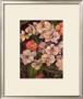 Orchids Ii by Shari White Limited Edition Pricing Art Print