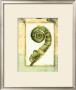 Fiddlehead Collage Ii by Jennifer Goldberger Limited Edition Print