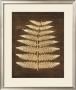 Terra Fern I by Maxwell Hutchinson Limited Edition Print