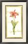 Transitional Orchid I by Deborah Bookman Limited Edition Print