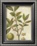 Fitch Leaves I by Walter H. Fitch Limited Edition Print