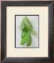 Mangetout by Sara Deluca Limited Edition Pricing Art Print