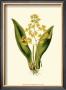 Orchid Array I by Drake Limited Edition Print
