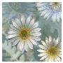 Daisy Garden Ii by Francine Funke Limited Edition Print