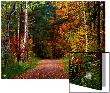 Narrow, Dirt Road Through Autumn Woods by I.W. Limited Edition Print