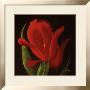 Red Tulips I by Patricia Martin Limited Edition Pricing Art Print
