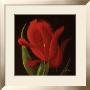 Red Tulips I by Patricia Martin Limited Edition Pricing Art Print