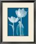 Classic Tulips Iii by Katja Marzahn Limited Edition Pricing Art Print