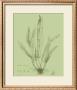 Fresh Ferns Iv by Samuel Curtis Limited Edition Print