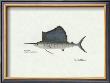 Sailfish by Ron Pittard Limited Edition Pricing Art Print