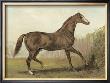 Cassell's Horse Iii by Cassell Limited Edition Pricing Art Print