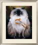 Figaro's Birthday by Claude Theberge Limited Edition Print