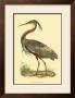 Purple Heron by Prideaux John Selby Limited Edition Print