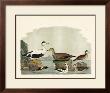 Duck Family I by A. Wilson Limited Edition Print
