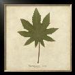 Castor Bean by Becky Davis Limited Edition Print