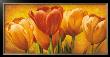 Bouquet Of Orange Tulips by David Pedersen Limited Edition Pricing Art Print