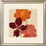 Orange Flower by Kate Knight Limited Edition Print
