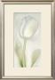 White Velvet by Annemarie Peter-Jaumann Limited Edition Print