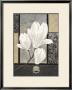 White Magnolia by Claudia Ancilotti Limited Edition Print