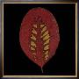 Smokebush Leaf On Black by June Hunter Limited Edition Pricing Art Print