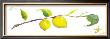 Lemon Branch by Robbin Gourley Limited Edition Pricing Art Print