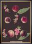 Peaches by George Brookshaw Limited Edition Print