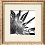 Black And White Palms I by Jason Johnson Limited Edition Pricing Art Print
