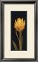 Yellow Flower by Prades Fabregat Limited Edition Print