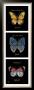 Primary Butterfly Panel Ii by Ginny Joyner Limited Edition Print