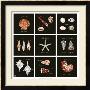 Striking Shells Nine Patch by Ginny Joyner Limited Edition Print