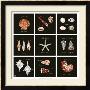 Striking Shells Nine Patch by Ginny Joyner Limited Edition Print