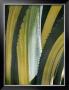 Variegated Agave I by Rachel Perry Limited Edition Print
