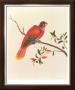 Red Parrot by Anonymous Limited Edition Print
