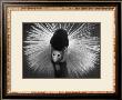 African Crane by Charlie Morey Limited Edition Print