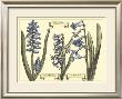 Hyacinth In Bloom by Langlois Limited Edition Print