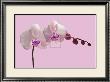 Orchid Radiance Ii by Katja Marzahn Limited Edition Print