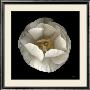 Folded Ranunculus by Neil Seth Levine Limited Edition Print