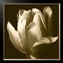 Sepia Tulip Ii by Renee Stramel Limited Edition Pricing Art Print