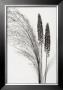 Broom Grass by Steven N. Meyers Limited Edition Pricing Art Print