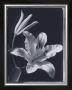 Iris by Augusto Camino Limited Edition Print
