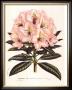 Pink Rhododendron I by Francois Van Houtte Limited Edition Print